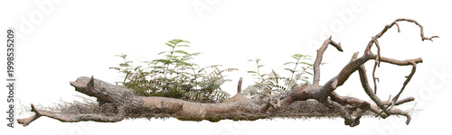 Summer of realistic Dead tree in forest with isolated on transparent background - PNG file, 3d rendering illustration