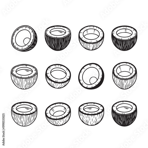 Coconut halves arranged in a grid with clean linework and hatching detail