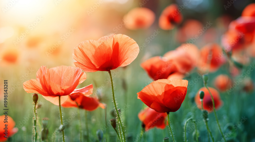 Fototapeta premium Red poppy flowers with green stems blooming in a sunlit meadow, creating an airy atmosphere with a softly blurred background