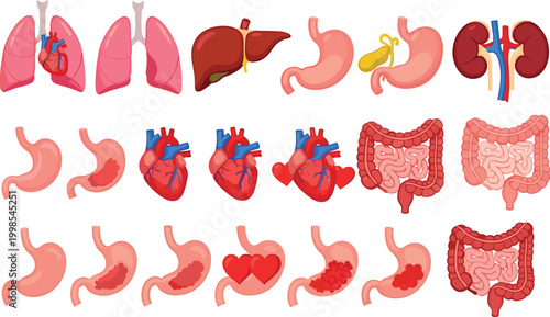 Human internal organs and digestive system vector illustration set with heart, lungs, stomach, liver, kidneys and intestines anatomy collection