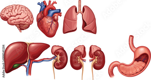 Human internal organs detailed vector illustration set with brain, heart, lungs, liver, kidneys and stomach anatomy