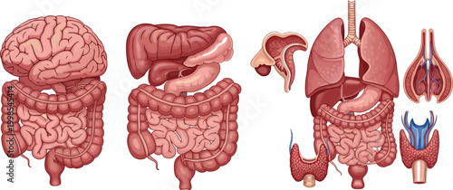 Human internal organs vector illustration set with brain, heart, lungs, liver, kidneys and digestive system anatomy collection
