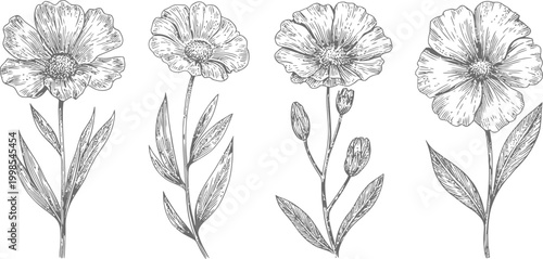 Vintage hand drawn wildflower sketches collection with delicate petals and botanical leaves.