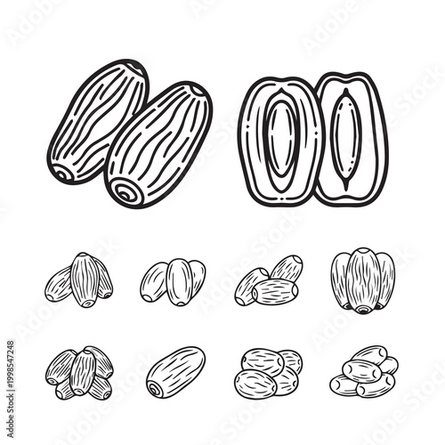 Dried dates collection in hand-drawn outline style with isolated white background