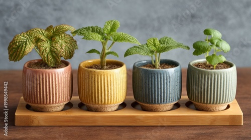 Four small potted houseplants displayed in colorful ceramic containers on a wooden tray