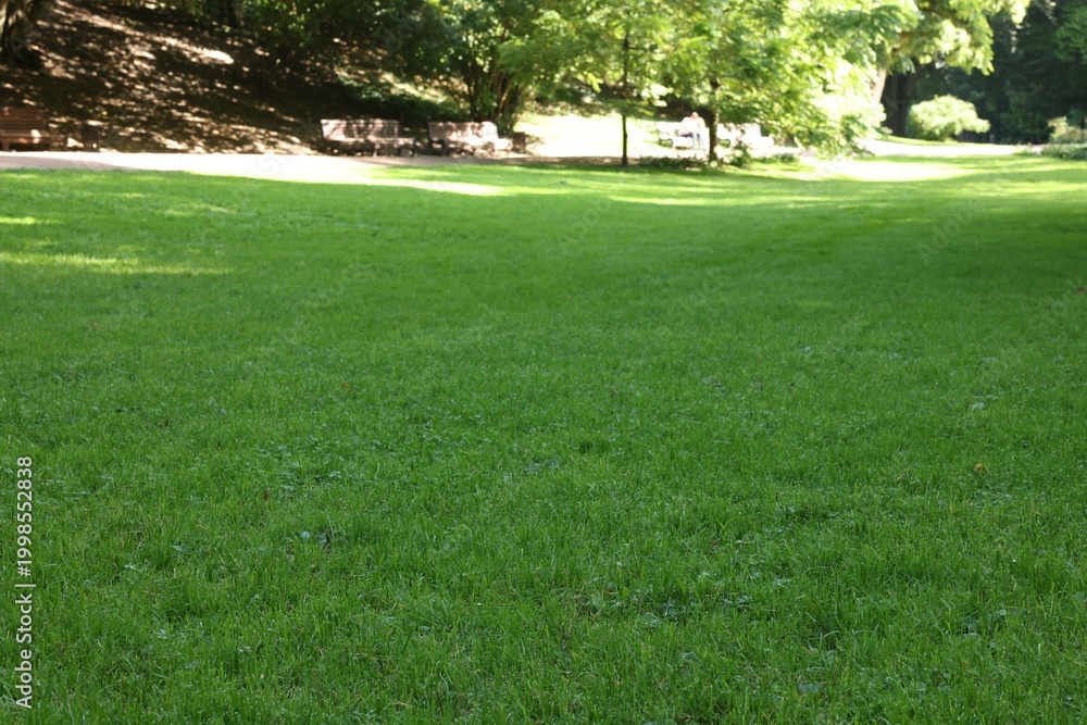 Obraz premium Beautiful lawn with green grass in park on sunny day