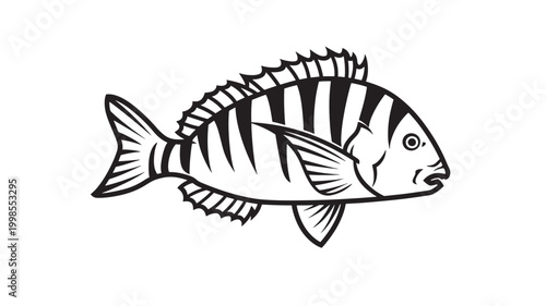 Fish illustration of a striped tropical angelfish side view with bold black and white line art featuring monochrome, vector style, marine life with