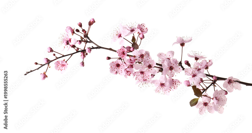 Fototapeta premium Branch of cherry plum tree with beautiful blossoms isolated on white