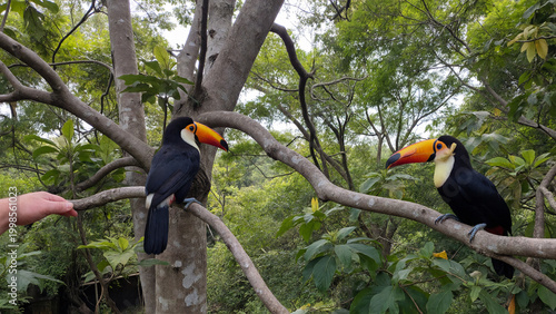 Toucan perched on tree branch in tropical forest (Tucano empoleirado em um galho de árvore na floresta tropical)