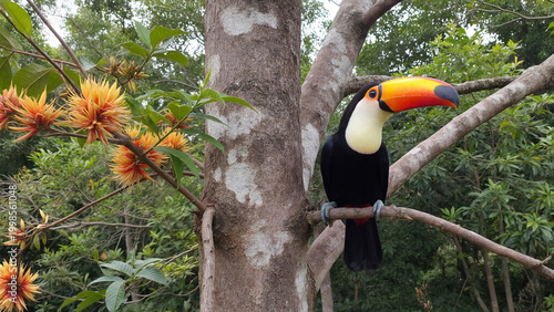 Toucan perched on tree branch in tropical forest (Tucano empoleirado em um galho de árvore na floresta tropical)