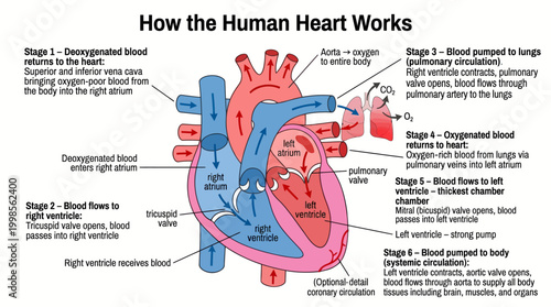 Diagram illustrating the intricate mechanics of the human heart's circulatory functions