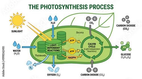 Diagram illustrating the complex biological process of photosynthesis within a plant cell