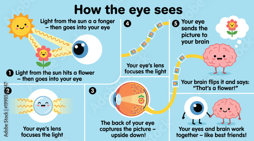 Illustrated educational diagram explaining the fascinating process of how the human eye perceives
