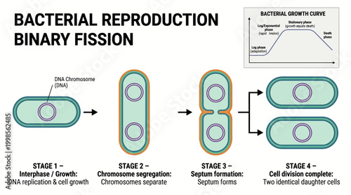 Illustrative diagram depicting the step-by-step process of bacterial reproduction through binary