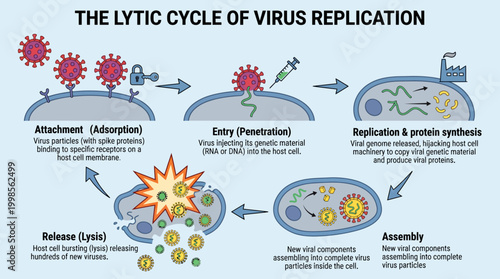 Illustrative diagram detailing the lytic cycle of viral replication and host cell invasion