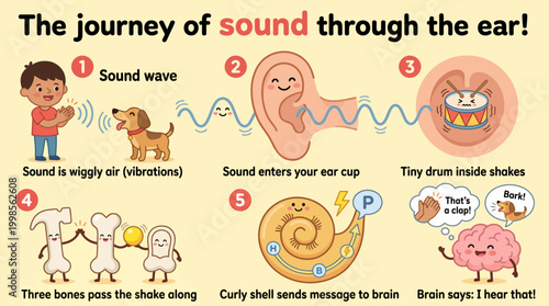 Visualizing the fascinating journey of sound transmission from source to brain in an educational