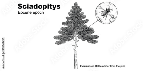 Sciadopitys prehistoric pine tree with insect inclusions in amber from eocene epoch.