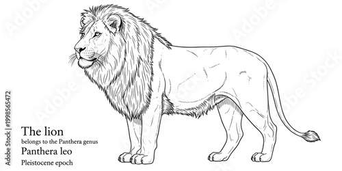 Panthera leo lion mammal from pleistocene epoch line art illustration.