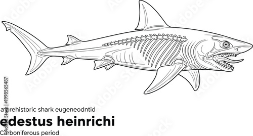 Edestus heinrichi prehistoric shark species Carboniferous period illustration.