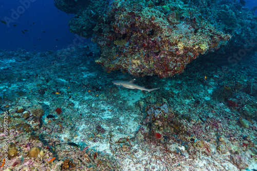 coral reef with fish