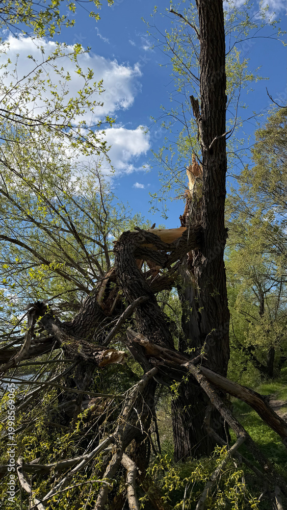 Obraz premium A tree with a sharply split trunk caused by storm damage stands in a dense forest. Splintered wood and fallen branches highlight structural failure and natural force impact