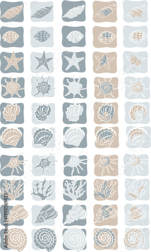 shells color