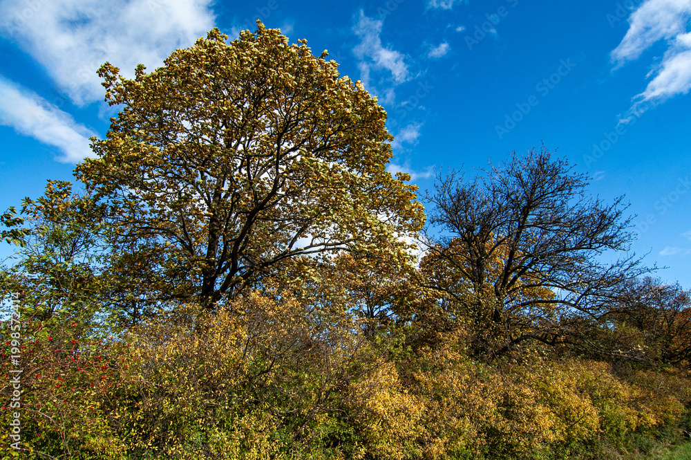 Fototapeta premium Herbstlicher Waldrand