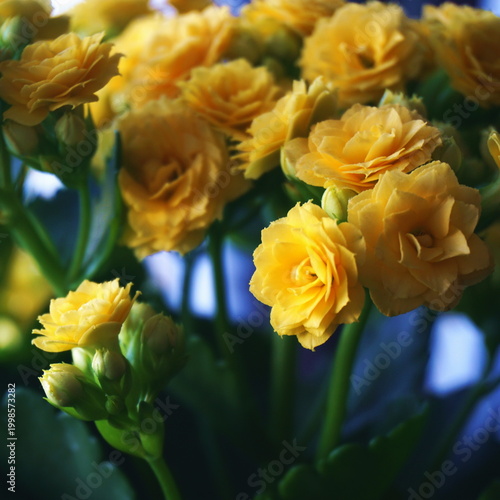 Vibrant Yellow Kalanchoe Blossfeldiana Flowers in Bloom; Macro Photography of Decorative Succulent Houseplant with Bright Petals and Green Leaves on Soft Dark Background for Spring Floral Concept.