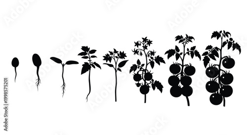 Tomato plant growth stages illustrated in a striking black silhouette