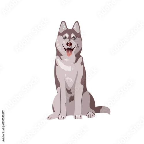 Siberian husky sitting and looking directly at the viewer with a playful expression in a simple setting