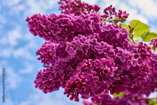 bright lilac blooming in spring