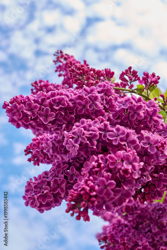bright lilac blooming in spring