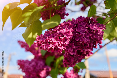 bright lilac blooming in spring