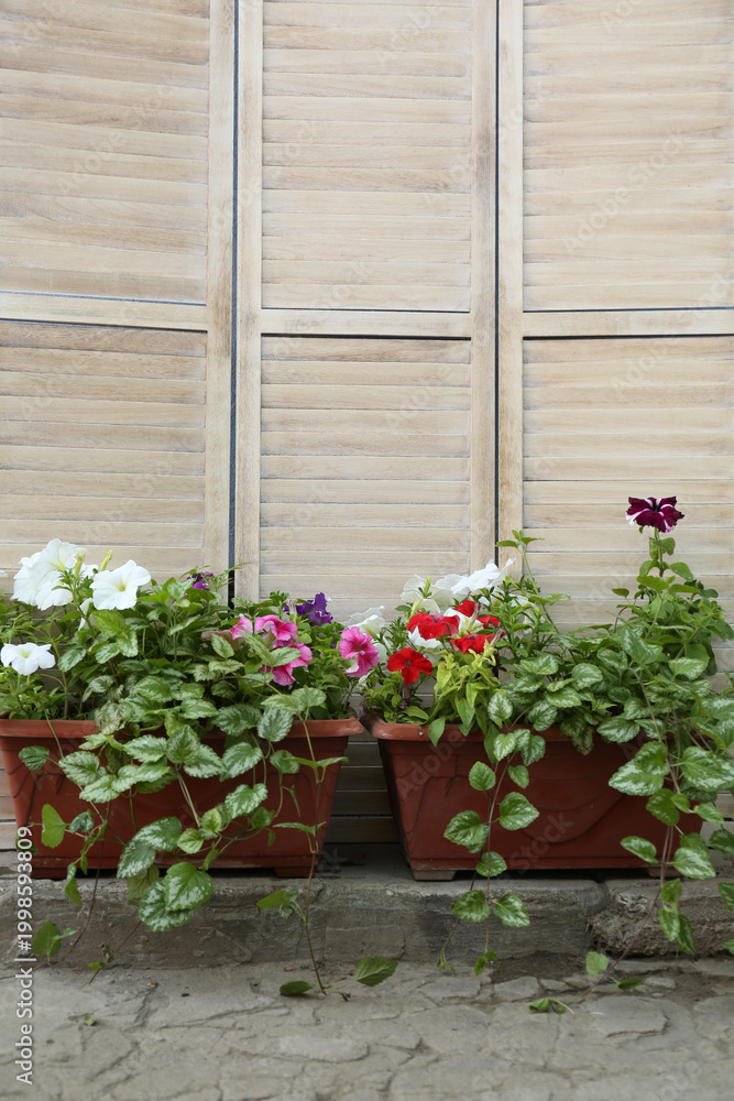 Fototapeta premium Beautiful petunia flowers in pots near folding screen
