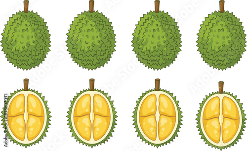 Cartoon durian fruits with spiky shells and yellow segmented flesh showing tropical exotic food in colorful vector illustration