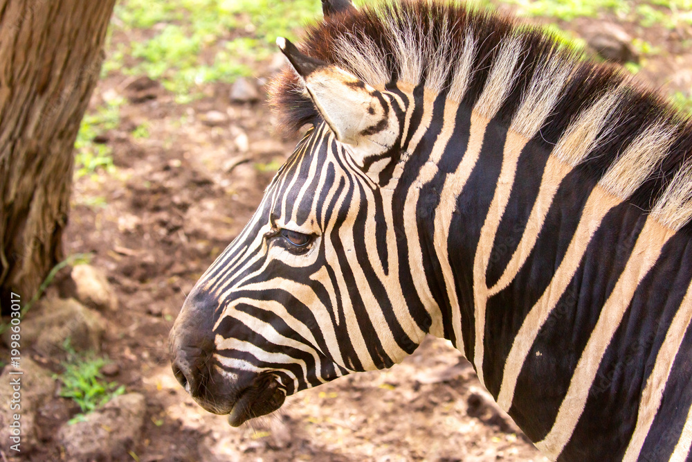 Naklejka premium Zebras walking in a green meadow and eating grass. African zebras in the savannah. Wild animals in their natural habitat.