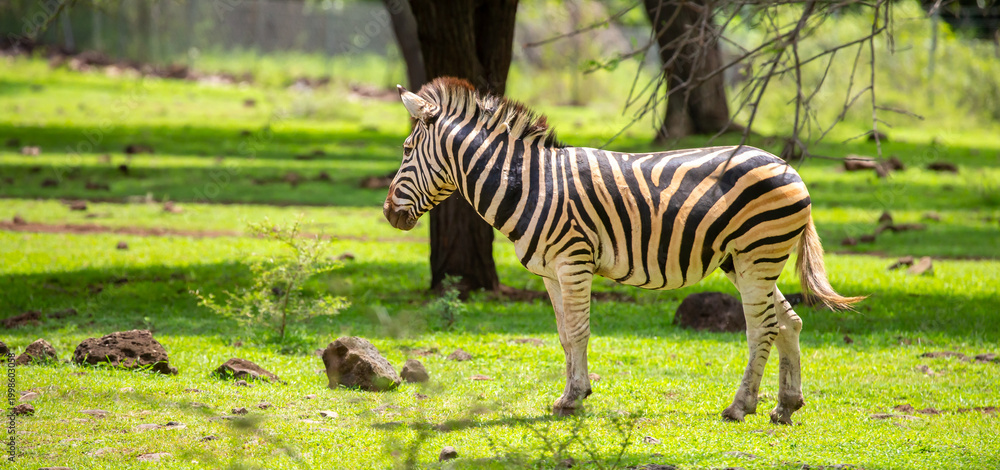 Fototapeta premium Zebras walking in a green meadow and eating grass. African zebras in the savannah. Wild animals in their natural habitat.