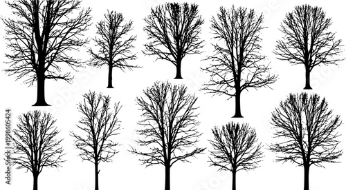 Collection of diverse black silhouette trees against a white background representing a forest or woodland scene