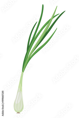 Spring onion vector illustration, Also known as scallions or green onions, isolated on white background