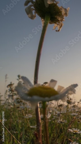 Morning Meadow with Dew and Wildflowers at Sunrise, Calm Nature Background Vertical