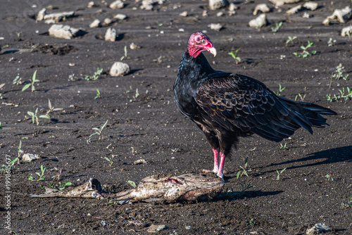 Obraz na plátně Turkey vulture standing over a dead fish.
