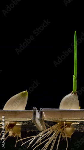 Garlic Clove Sprouting in Water Time Lapse Vertical Food Concept