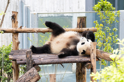 Funny pose of sleeping panda, Chengdu