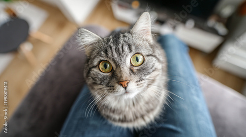 Cat sitting on owner's lap looking up at camera in modern living room