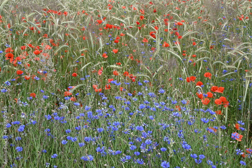 Naklejka premium Mohn und Kornblumen im Getreidefeld