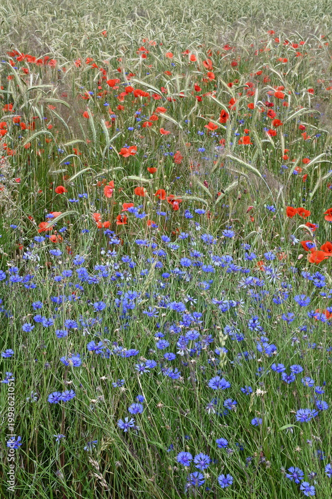 Obraz premium Mohn und Kornblumen im Getreidefeld