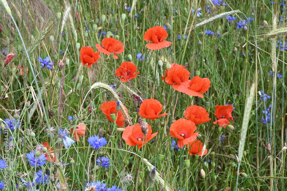 Naklejka premium Mohn und Kornblumen im Getreidefeld