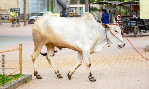 Bild auf Leinwand An Indian cow walks through the city streets