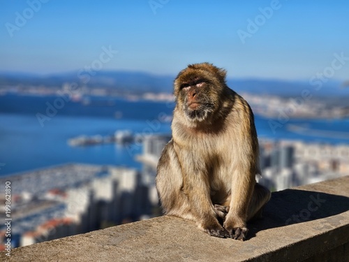 Monkey in Gibraltar