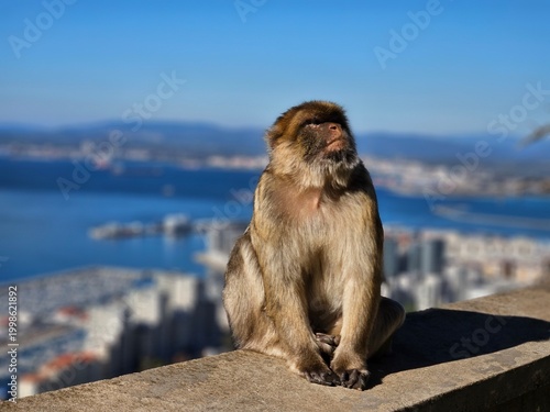 Monkey in Gibraltar